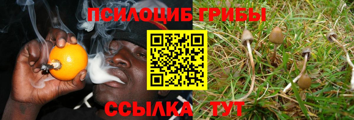 Псилоцибиновые грибы Psilocybe  Вход с VPN  Волхов 